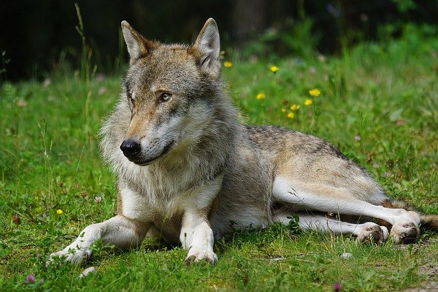 ležící vlk