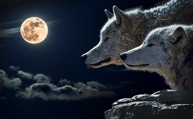 vlci u měsíce